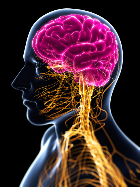 "Central nervous system